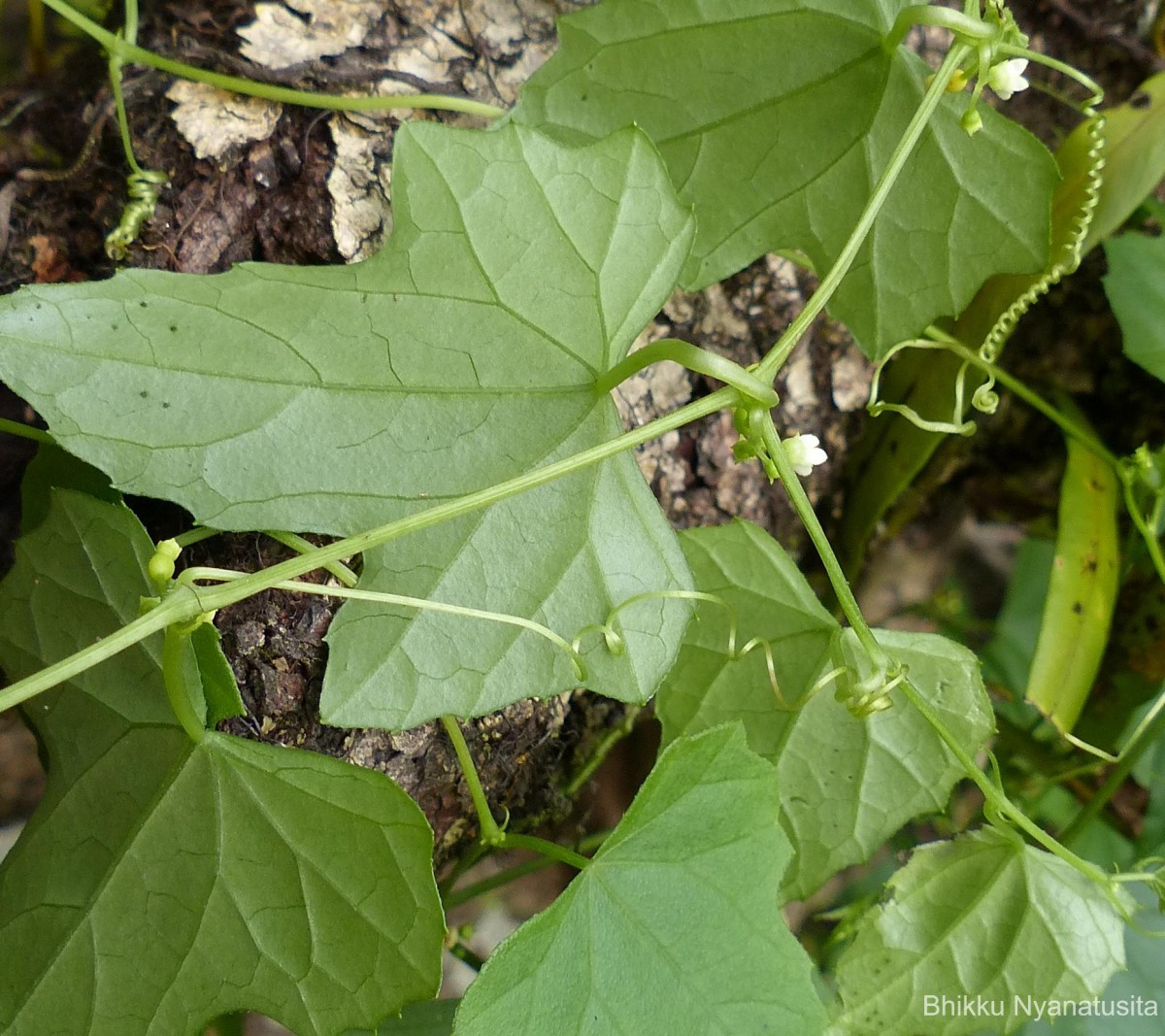 Zehneria maysorensis Arn.